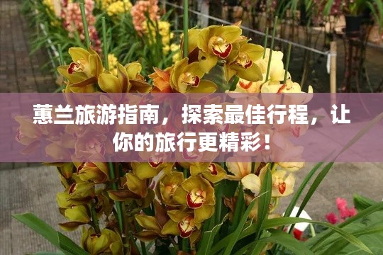 蕙兰旅游指南,探索最佳行程,让你的旅行更精彩!