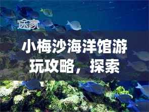小梅沙海洋馆游玩攻略,探索奇妙海底世界之旅