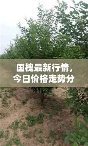 国槐最新行情,今日价格走势分析