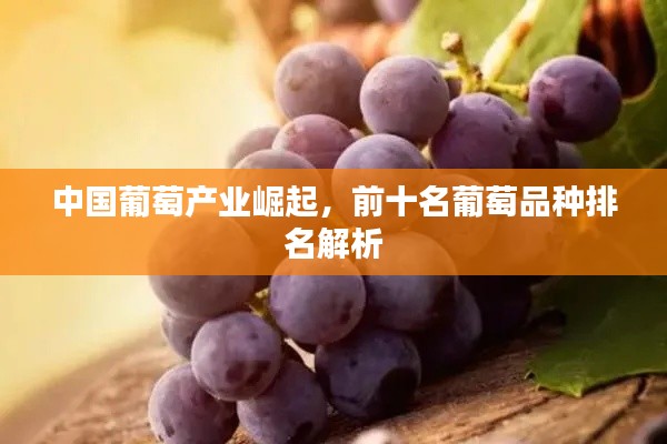 中国葡萄产业崛起,前十名葡萄品种排名解析
