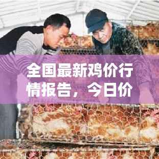 全国最新鸡价行情报告,今日价格走势一网打尽!