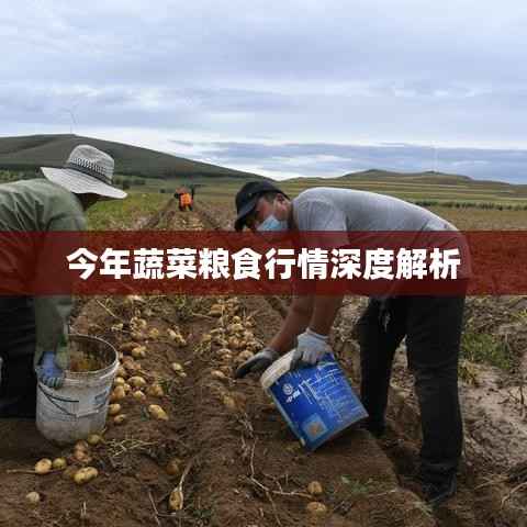 今年蔬菜粮食行情深度解析