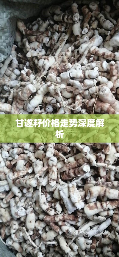 甘遂籽价格走势深度解析