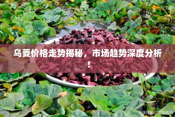 乌菱价格走势揭秘，市场趋势深度分析！