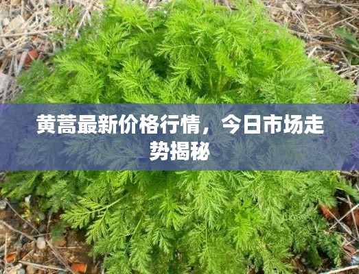 黄蒿最新价格行情,今日市场走势揭秘