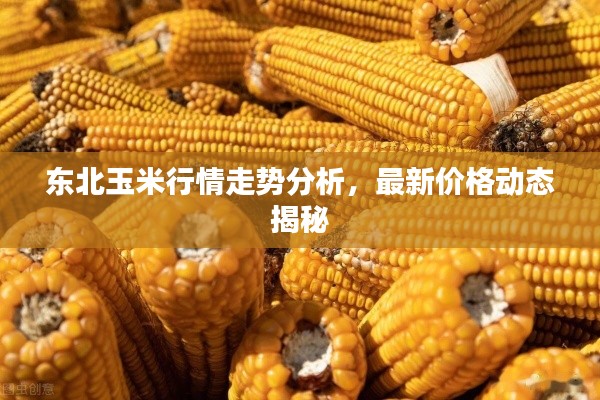 东北玉米行情走势分析,最新价格动态揭秘