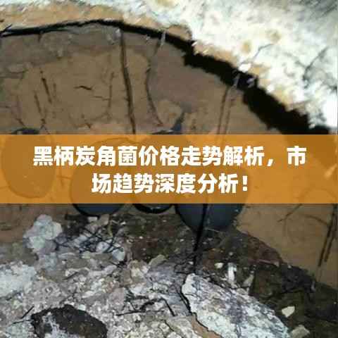 黑柄炭角菌价格走势解析,市场趋势深度分析!