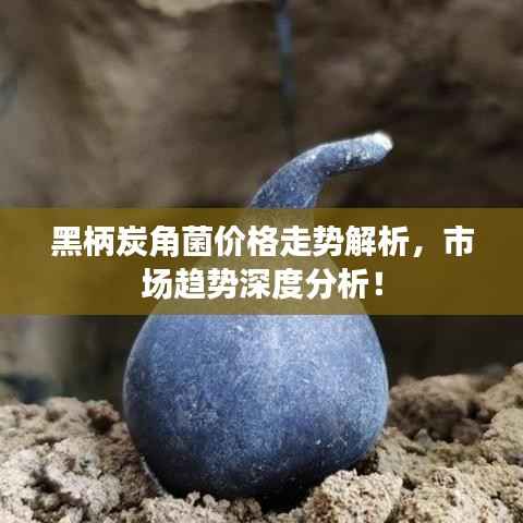 黑柄炭角菌价格走势解析,市场趋势深度分析!