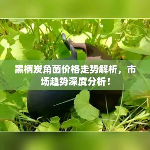 黑柄炭角菌价格走势解析,市场趋势深度分析!