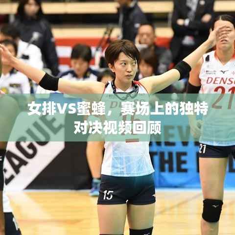 女排VS蜜蜂,赛场上的独特对决视频回顾