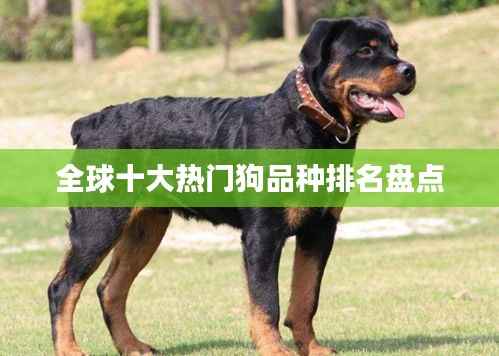 全球十大热门狗品种排名盘点