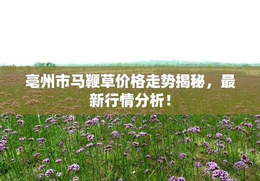 亳州市马鞭草价格走势揭秘,最新行情分析!
