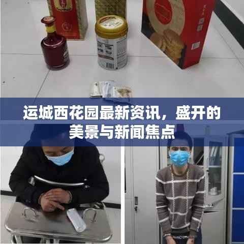 运城西花园最新资讯,盛开的美景与新闻焦点