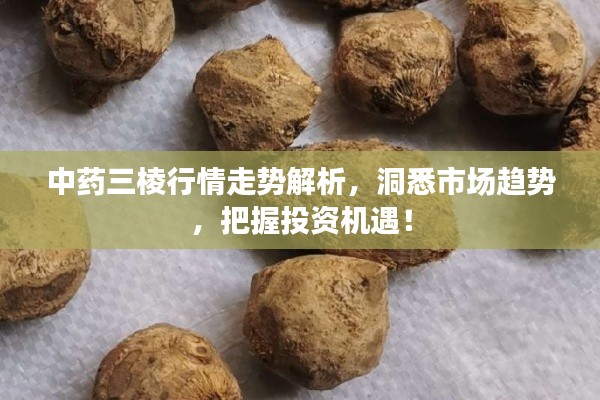 中药三棱行情走势解析,洞悉市场趋势,把握投资机遇!