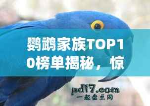 鹦鹉家族TOP10榜单揭秘,惊艳你的眼球!