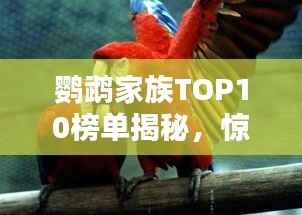 鹦鹉家族TOP10榜单揭秘,惊艳你的眼球!