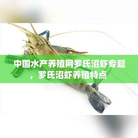 中国水产养殖网罗氏沼虾专题,罗氏沼虾养殖特点