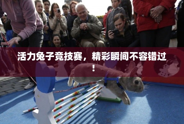 活力兔子竞技赛,精彩瞬间不容错过!