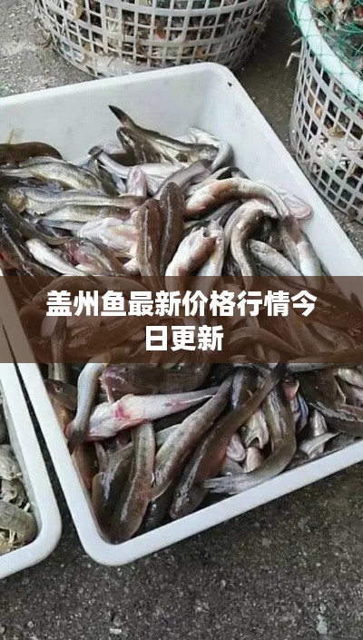 盖州鱼最新价格行情今日更新