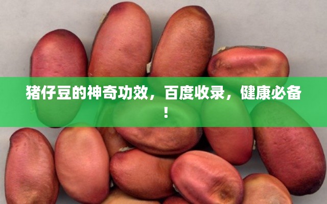 猪仔豆的神奇功效,百度收录,健康必备!