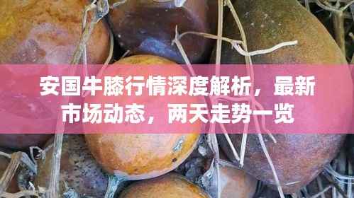 安国牛膝行情深度解析，最新市场动态，两天走势一览
