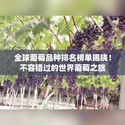全球葡萄品种排名榜单揭晓!不容错过的世界葡萄之旅