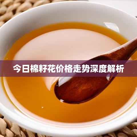 今日棉籽花价格走势深度解析