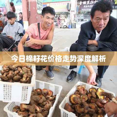 今日棉籽花价格走势深度解析