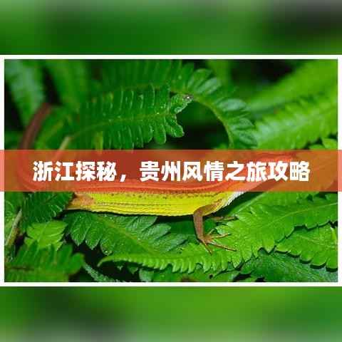 浙江探秘，贵州风情之旅攻略