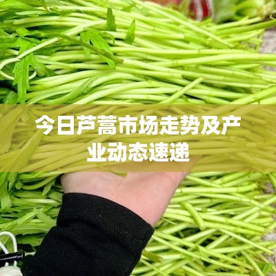 今日芦蒿市场走势及产业动态速递
