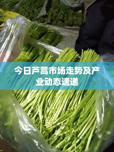 今日芦蒿市场走势及产业动态速递