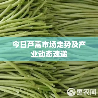 今日芦蒿市场走势及产业动态速递