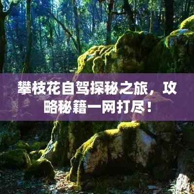 攀枝花自驾探秘之旅,攻略秘籍一网打尽!