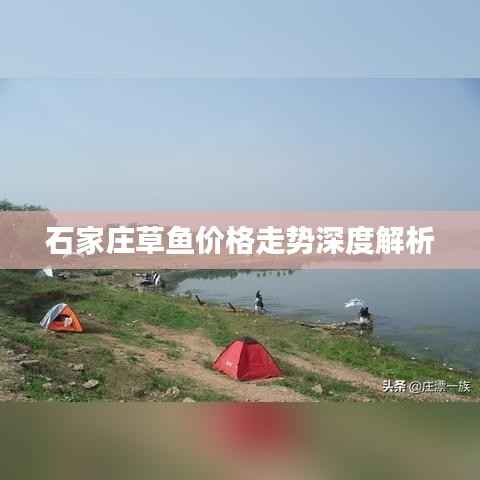 石家庄草鱼价格走势深度解析