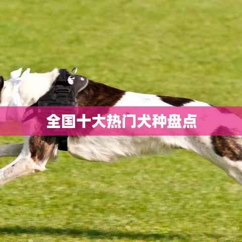 全国十大热门犬种盘点