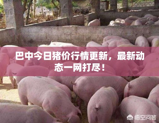 巴中今日猪价行情更新，最新动态一网打尽！