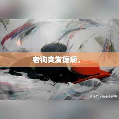 老狗突发癫痫， 