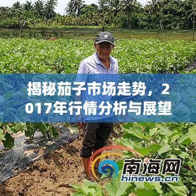 揭秘茄子市场走势,2017年行情分析与展望