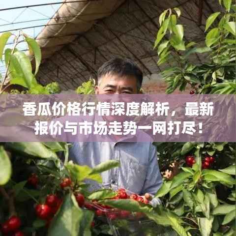 香瓜价格行情深度解析，最新报价与市场走势一网打尽！