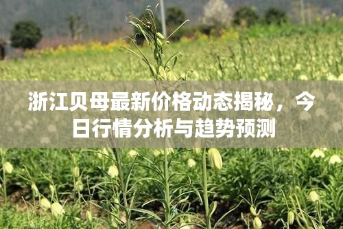 浙江贝母最新价格动态揭秘，今日行情分析与趋势预测