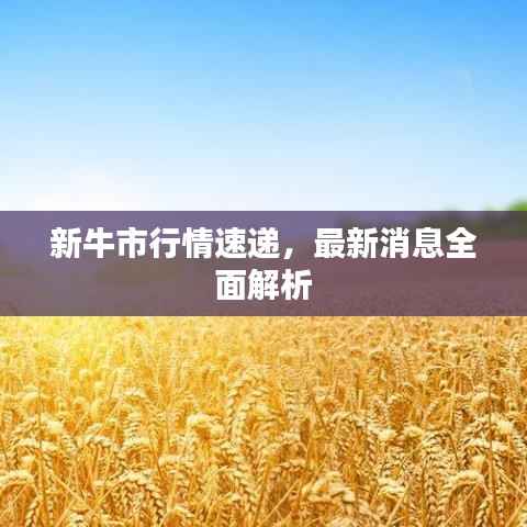 新牛市行情速递,最新消息全面解析
