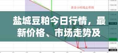 盐城豆粕今日行情，最新价格、市场走势及影响因素深度解析