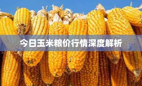 今日玉米粮价行情深度解析