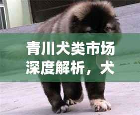 青川犬类市场深度解析,犬只价格与现状探究