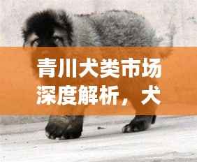 青川犬类市场深度解析,犬只价格与现状探究