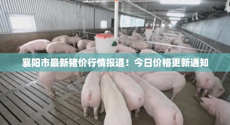 襄阳市最新猪价行情报道!今日价格更新通知