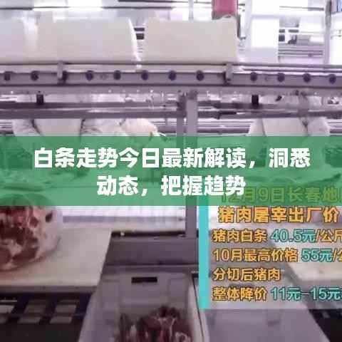 白条走势今日最新解读,洞悉动态,把握趋势