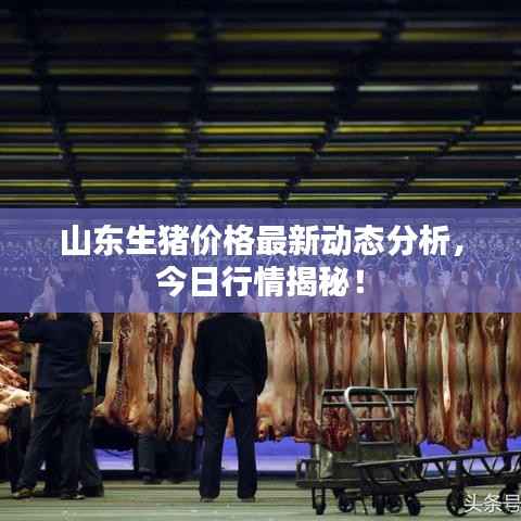 山东生猪价格最新动态分析,今日行情揭秘!