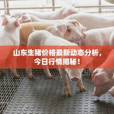 山东生猪价格最新动态分析,今日行情揭秘!