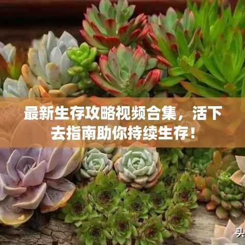 最新生存攻略视频合集,活下去指南助你持续生存!